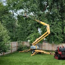 How Our Tree Care Process Works  in  Fairfax, VA